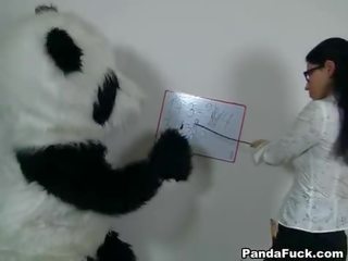 Sexy lærer til kåt panda bjørn
